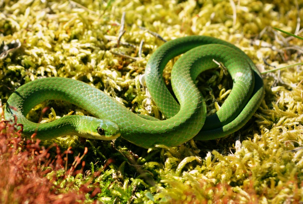 Green Smooth Snake