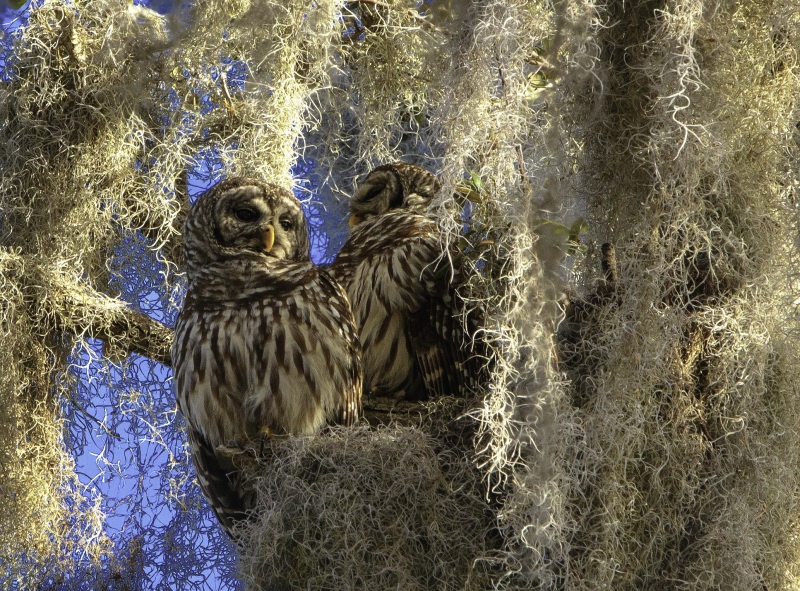 barred-owl-2_fotor