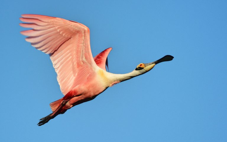 florida-s-other-pink-bird-a-trish-out-of-water