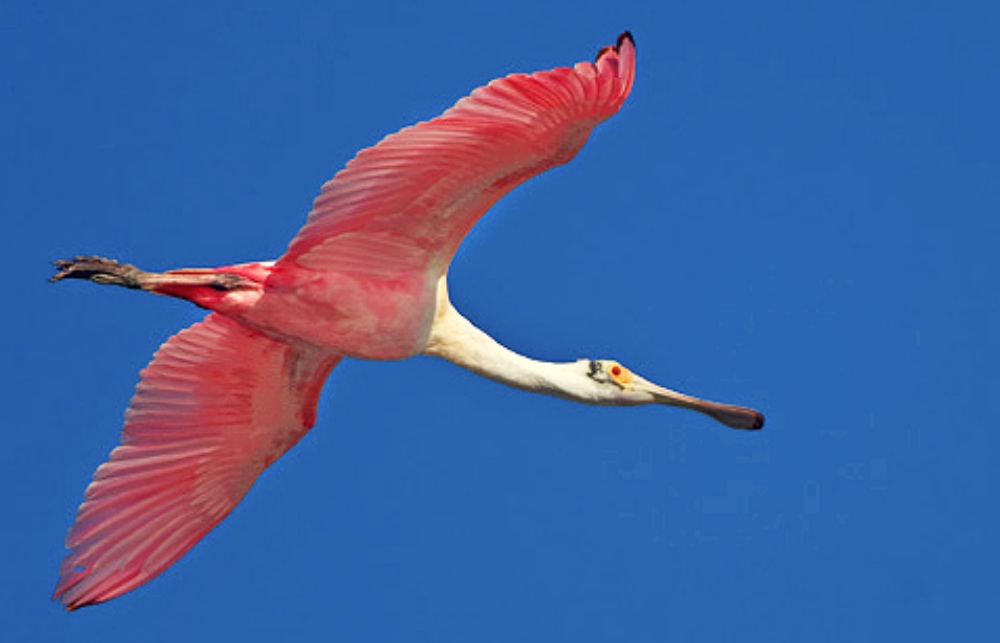 Florida's Other Pink Bird