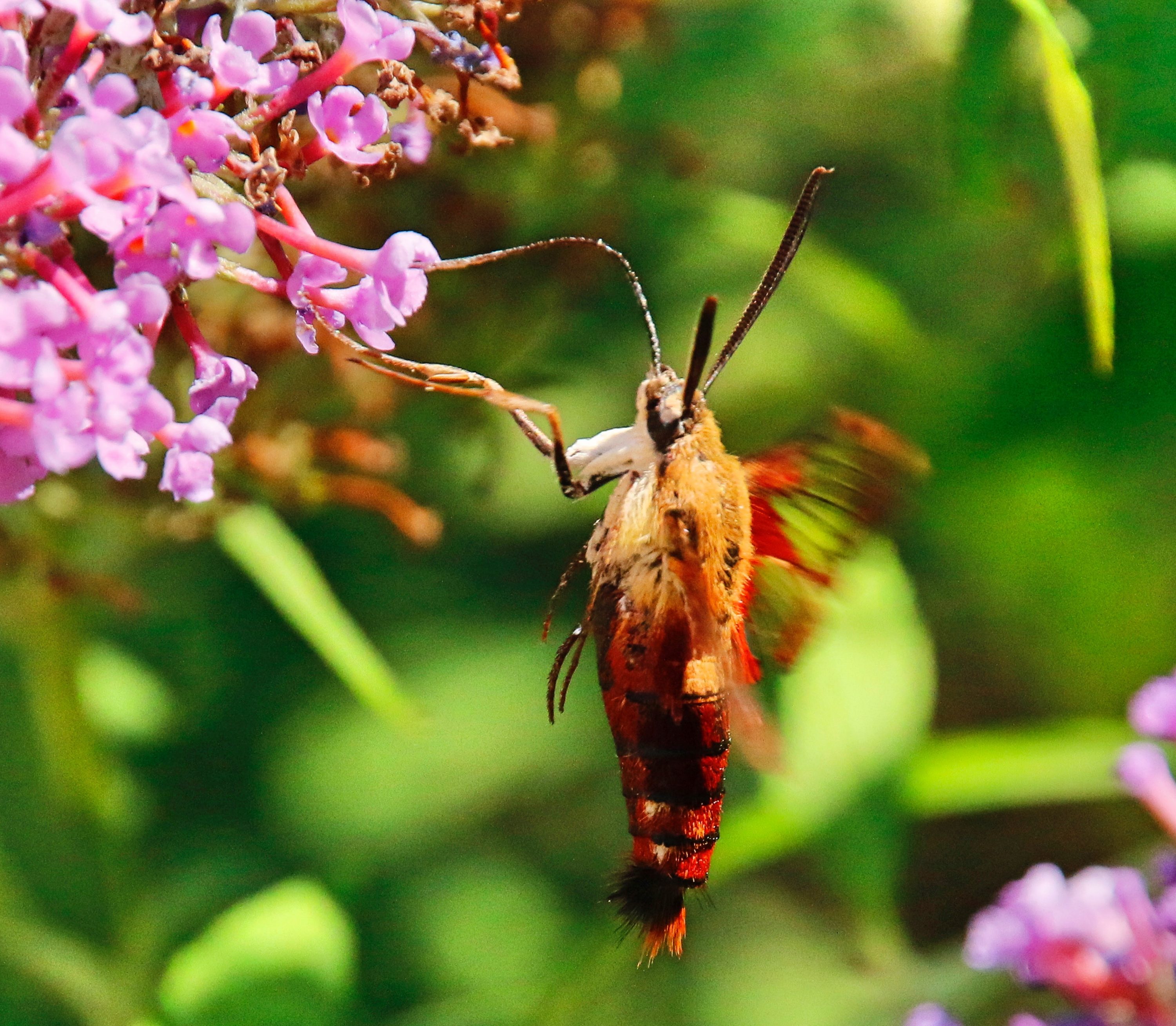 Nature's Imitators Hummingbird Moths A Trish Out of Water