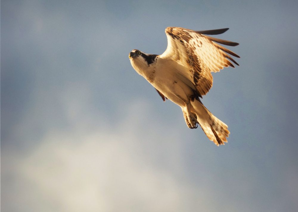 osprey seahawk