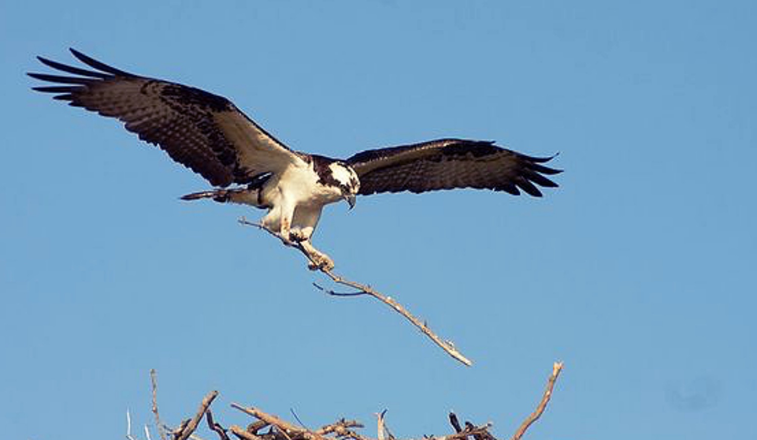 why are ospreys endangered