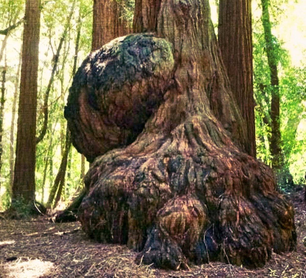 ignificance of redwood tree